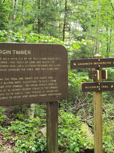 Gaudineer Scenic Area - Durbin, WV