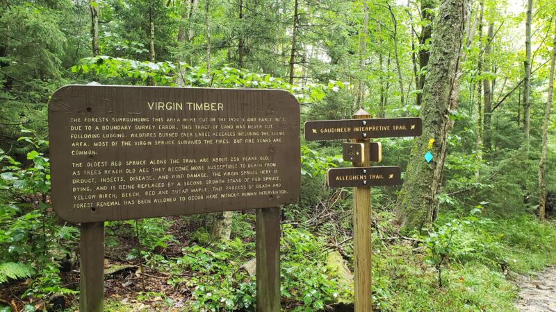 Gaudineer Scenic Area - Durbin, WV