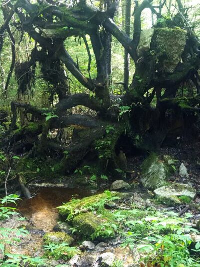 Gaudineer Scenic Area - Durbin, WV