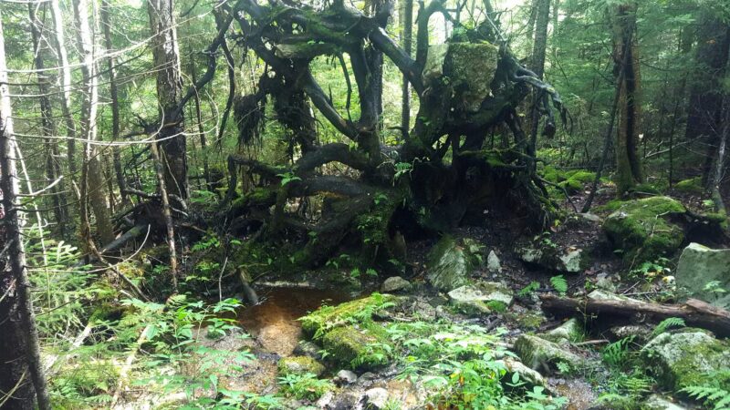 Gaudineer Scenic Area - Durbin, WV