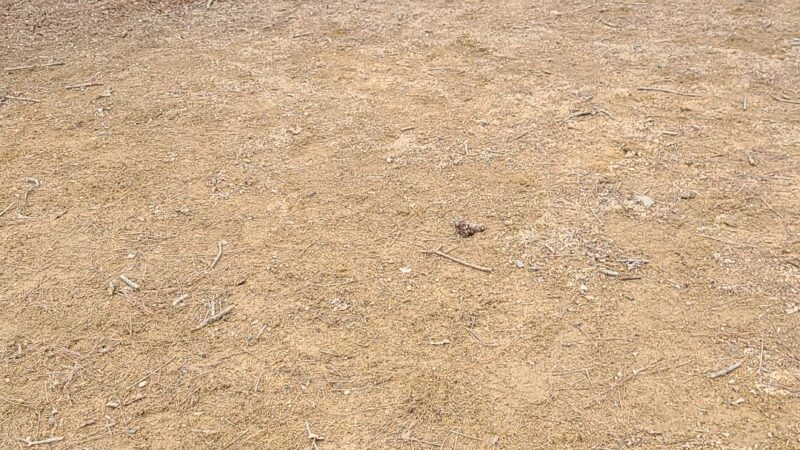 PetSafe Dog Park at Duke Park - Durham, NC