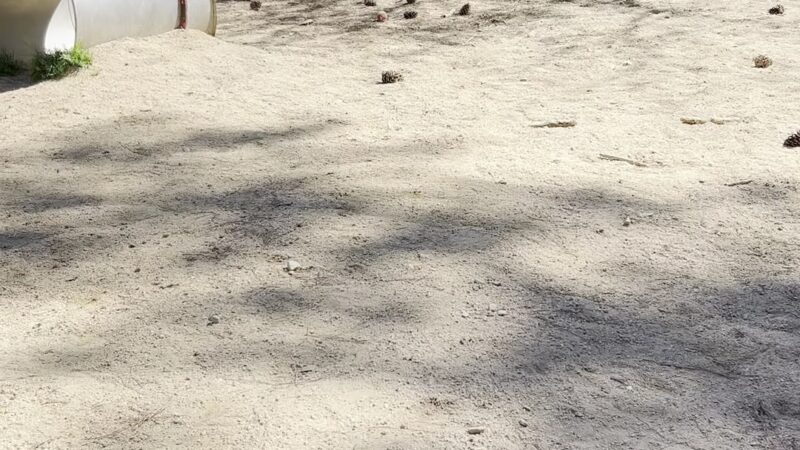 PetSafe Dog Park at Duke Park - Durham, NC