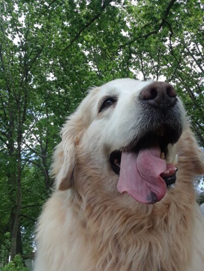 Dusty Trail Dog Walking and Pet Sitting - ,