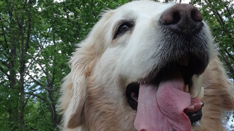 Dusty Trail Dog Walking and Pet Sitting - ,