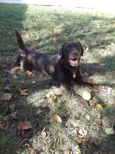 Dusty Trail Dog Walking and Pet Sitting - ,