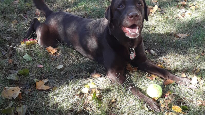 Dusty Trail Dog Walking and Pet Sitting - ,