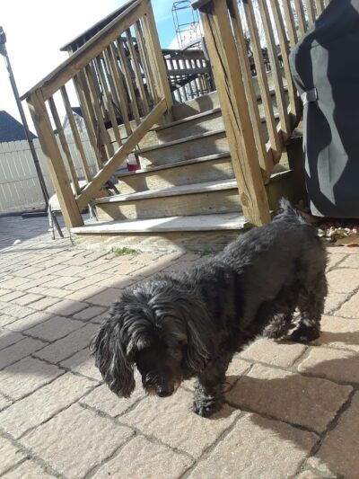 Dusty Trail Dog Walking and Pet Sitting - ,