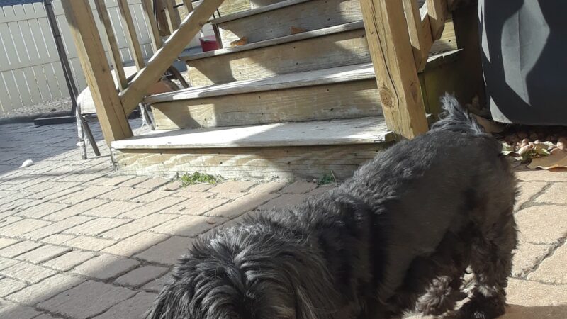 Dusty Trail Dog Walking and Pet Sitting - ,