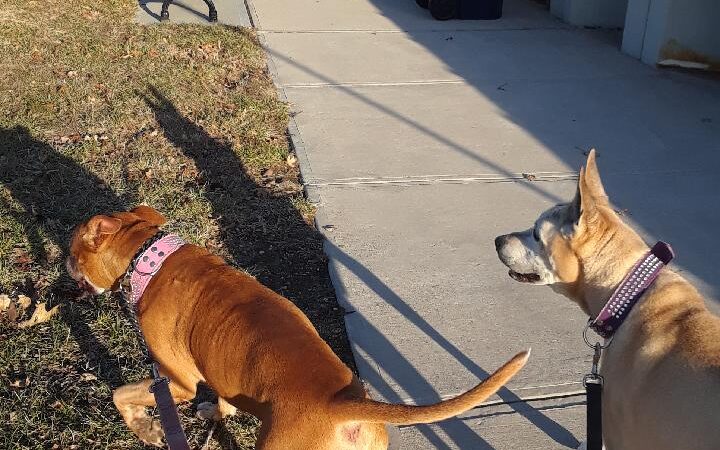 Dusty Trail Dog Walking and Pet Sitting - ,