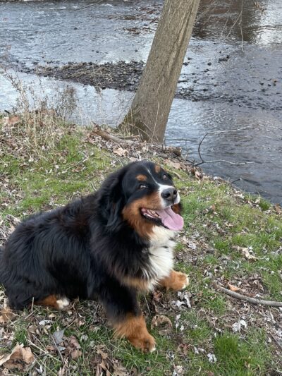 Dusty Trail Dog Walking and Pet Sitting - ,