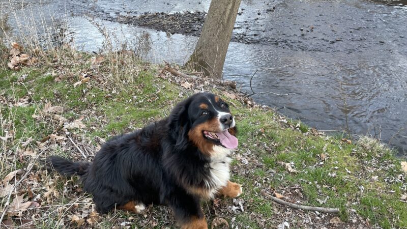 Dusty Trail Dog Walking and Pet Sitting - ,