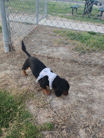 Dog Park at Love's Travel Stops - Dyersburg, TN