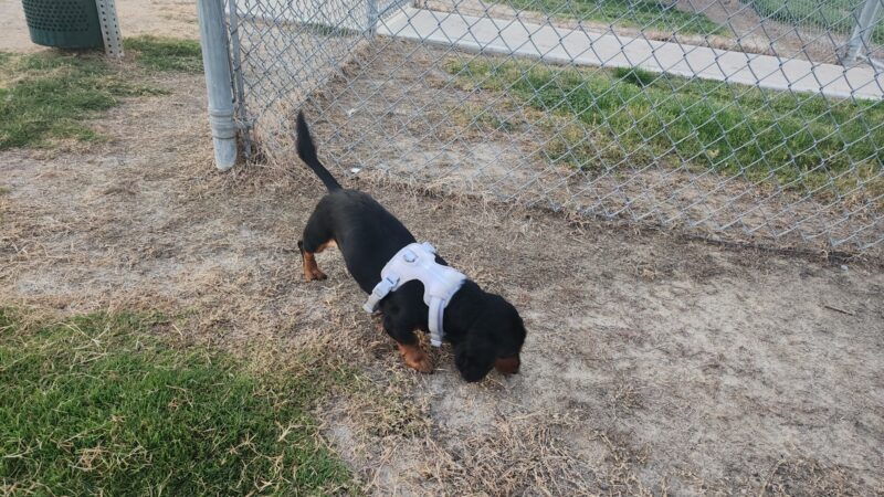 Dog Park at Love's Travel Stops - Dyersburg, TN