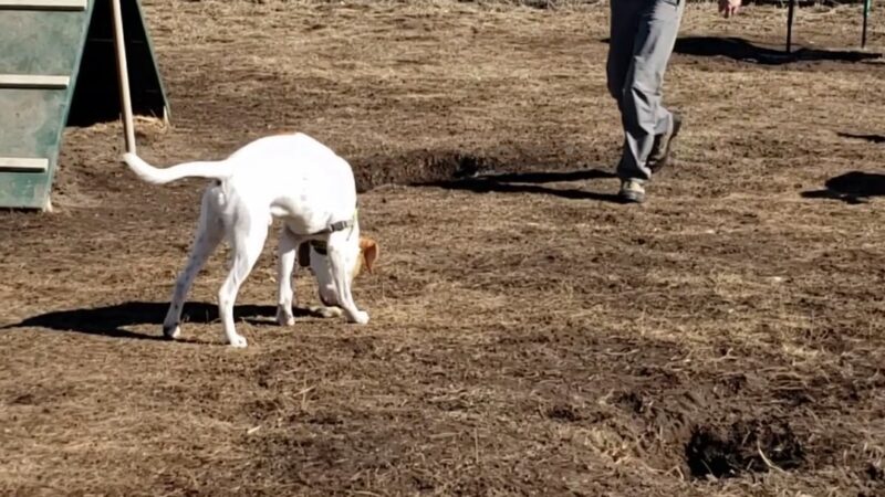 Town of Eagle Dog Park - Eagle, CO