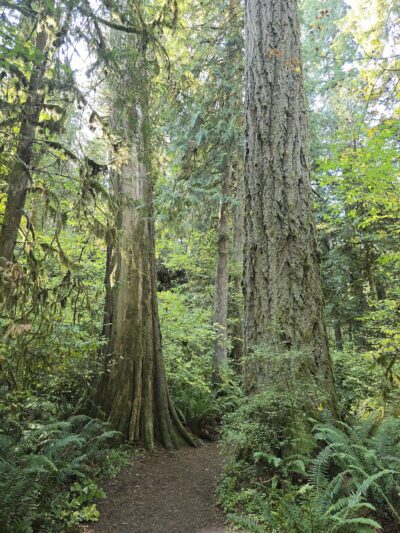 Eagle Fern Park - Eagle Creek, OR