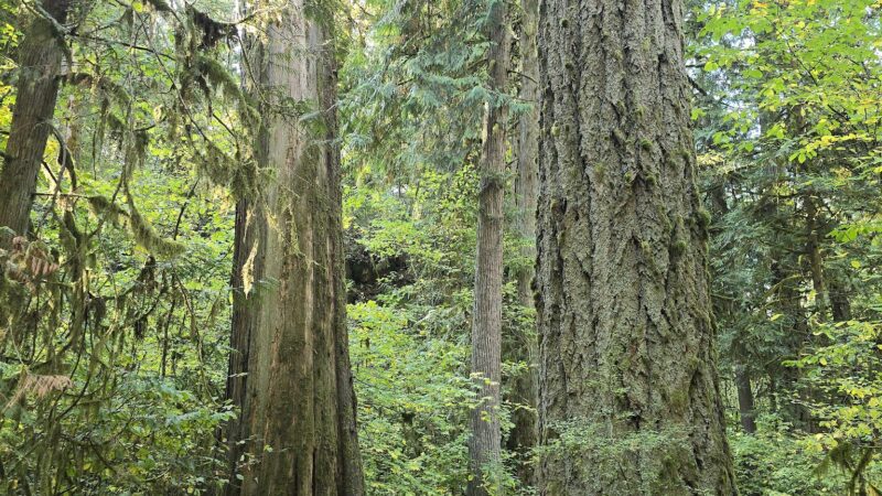 Eagle Fern Park - Eagle Creek, OR