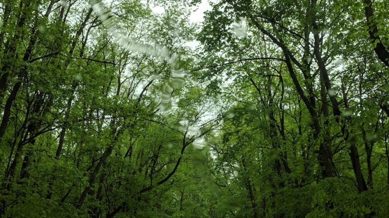 Earleville Wildlife Management Area - Earleville, MD