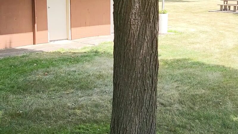 Early Shelter House Park - Early, IA