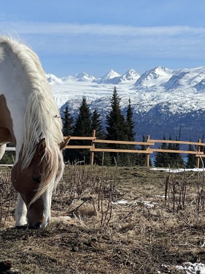 Earth Song Ranch - Natural Horse Supplements, Herbs and Probiotics - ,