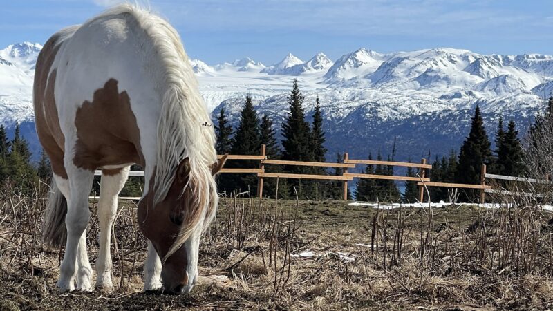Earth Song Ranch - Natural Horse Supplements, Herbs and Probiotics - ,