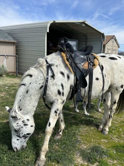 Earth Song Ranch - Natural Horse Supplements, Herbs and Probiotics - ,