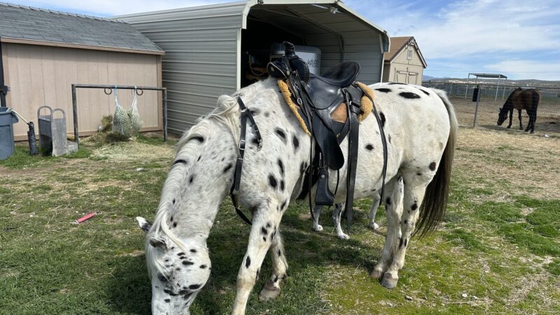 Earth Song Ranch - Natural Horse Supplements, Herbs and Probiotics - ,