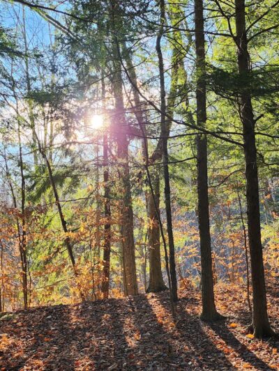 Hunters Creek County Park - East Aurora, NY