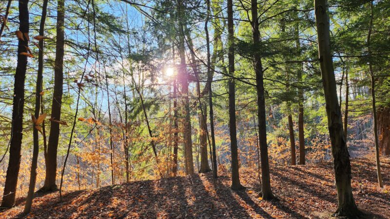 Hunters Creek County Park - East Aurora, NY