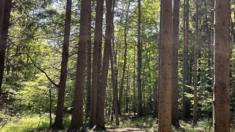 Genesee County Park & Forest - East Bethany, NY