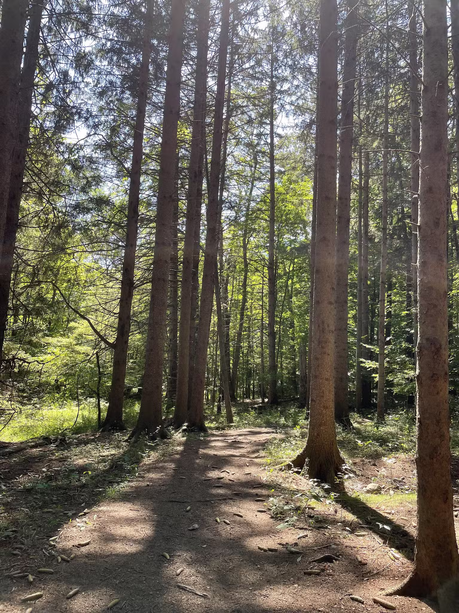 Genesee County Park & Forest - East Bethany, NY
