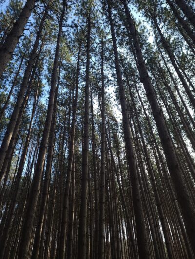 Genesee County Park & Forest - East Bethany, NY