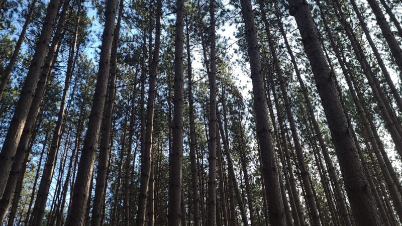 Genesee County Park & Forest - East Bethany, NY