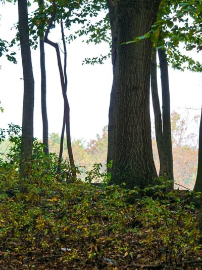 Frost Woods - East Brunswick, NJ