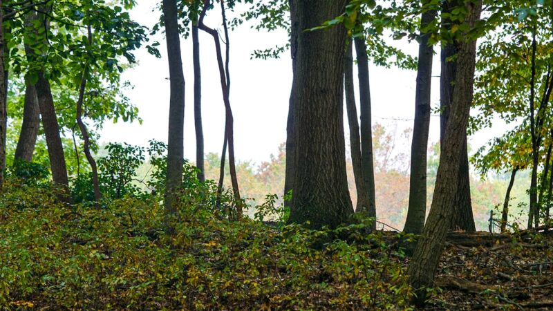 Frost Woods - East Brunswick, NJ