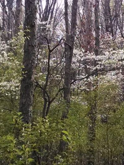 Frost Woods - East Brunswick, NJ