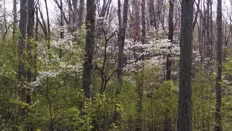 Frost Woods - East Brunswick, NJ