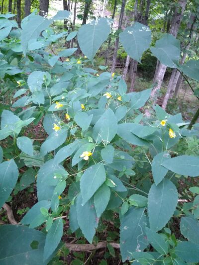 Brandow Memorial Park - East Durham, NY