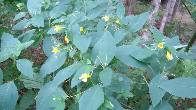 Brandow Memorial Park - East Durham, NY