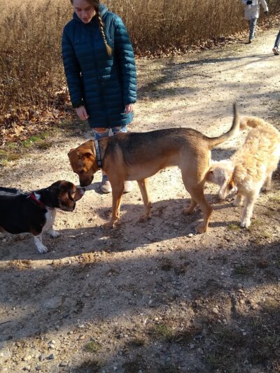 Springs Park Dog Park - East Hampton, NY