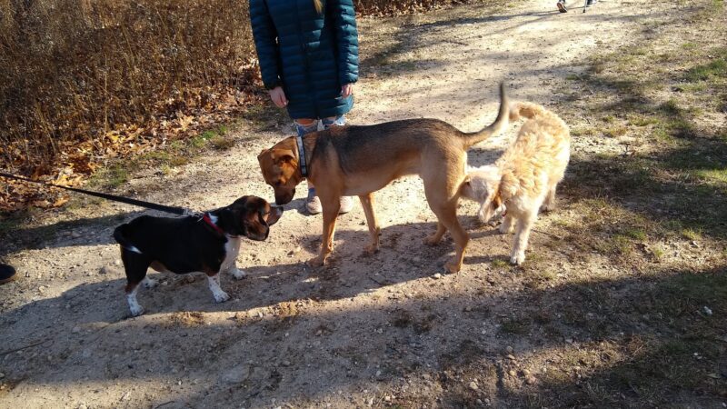Springs Park Dog Park - East Hampton, NY