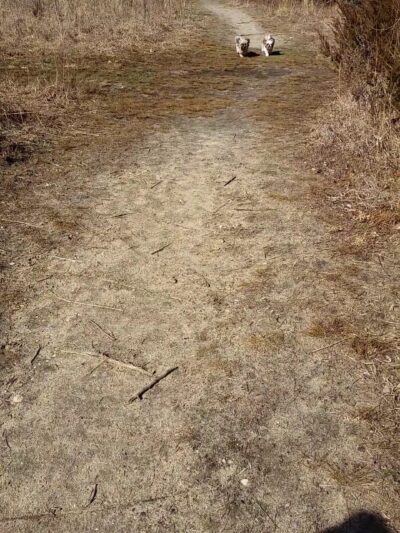 Springs Park Dog Park - East Hampton, NY