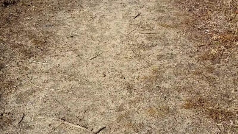 Springs Park Dog Park - East Hampton, NY