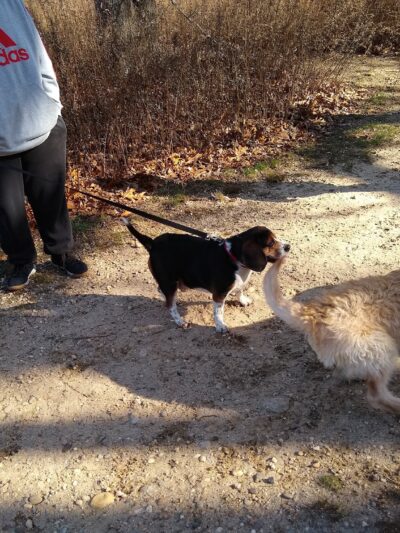 Springs Park Dog Park - East Hampton, NY