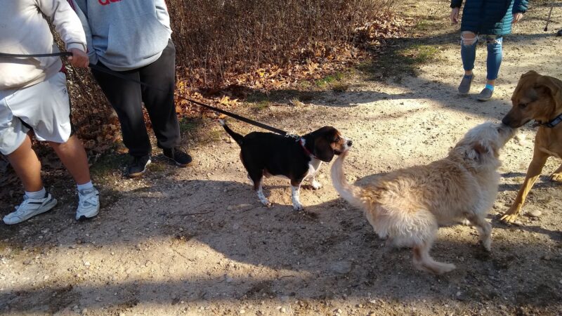 Springs Park Dog Park - East Hampton, NY