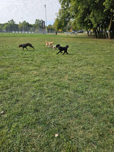 Northern Tail Dog Park - East Lansing, MI