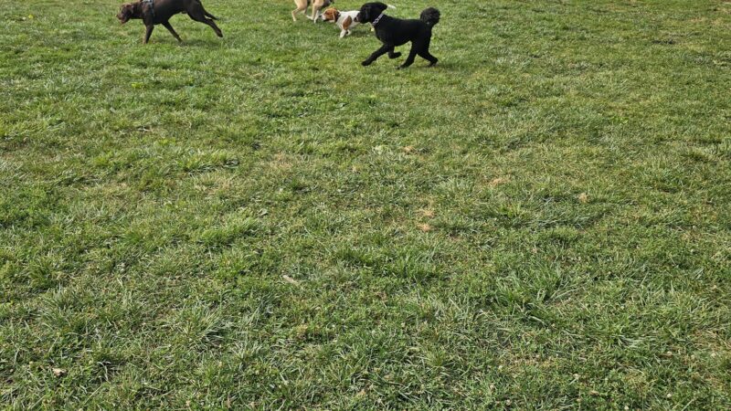 Northern Tail Dog Park - East Lansing, MI