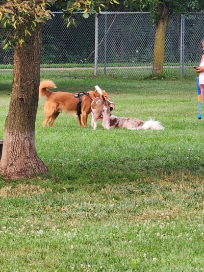 Northern Tail Dog Park - East Lansing, MI