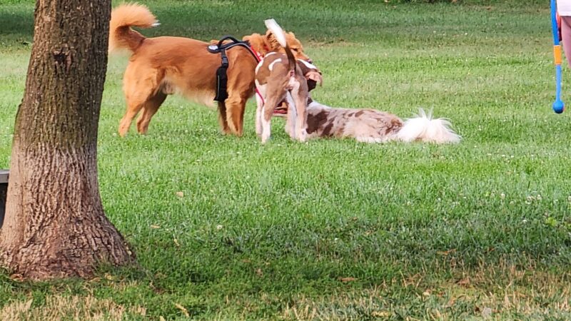 Northern Tail Dog Park - East Lansing, MI