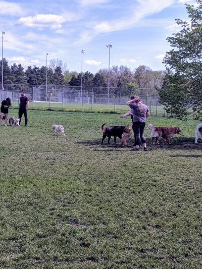 Northern Tail Dog Park - East Lansing, MI