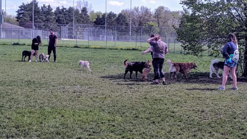 Northern Tail Dog Park - East Lansing, MI
